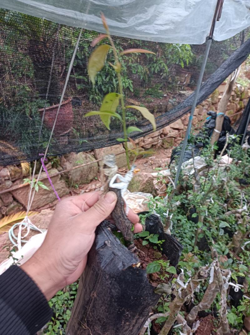 灌木金弹子老桩，熟桩盆景，带土发货，不带果