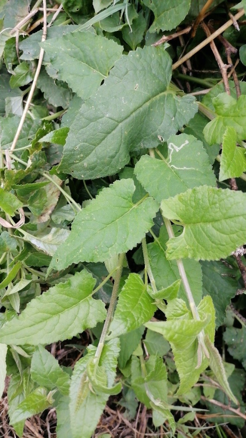 中草药
