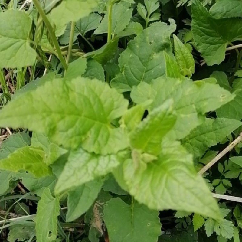 中草药