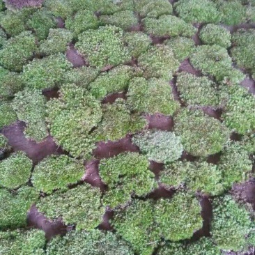 野生青苔，一平方起批，