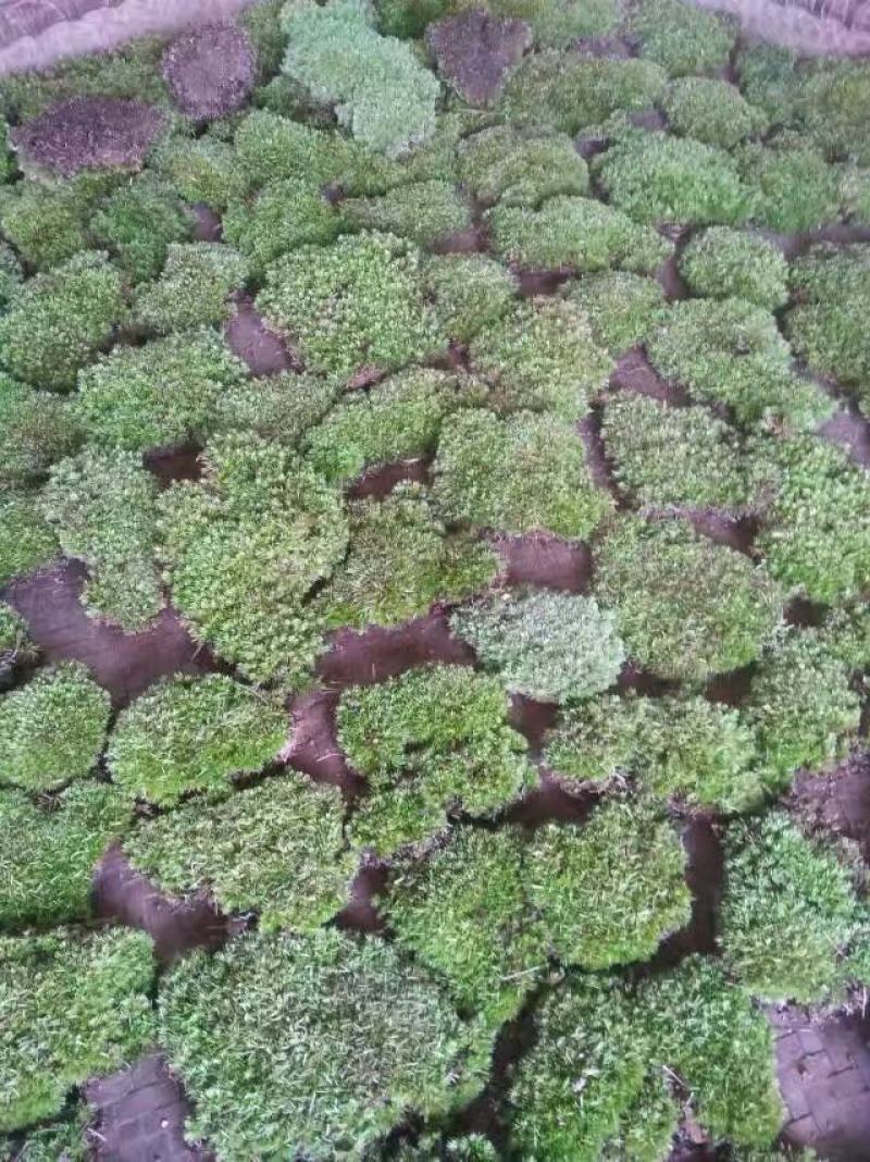 野生青苔，一平方起批，
