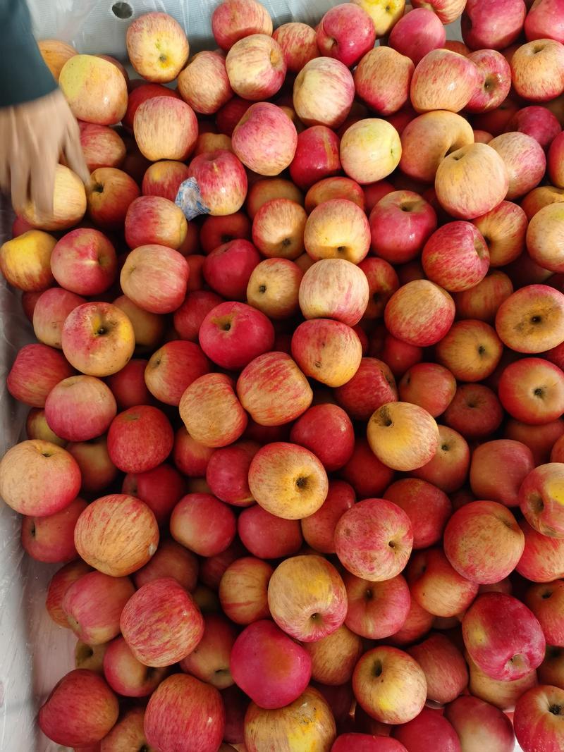 山东精品红富士苹果产地直供货源充足保质保量全国可发物流专