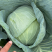 包菜平包扁包奥奇娜大量有货价格优惠货源充足