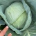 包菜平包扁包奥奇娜大量有货价格优惠货源充足
