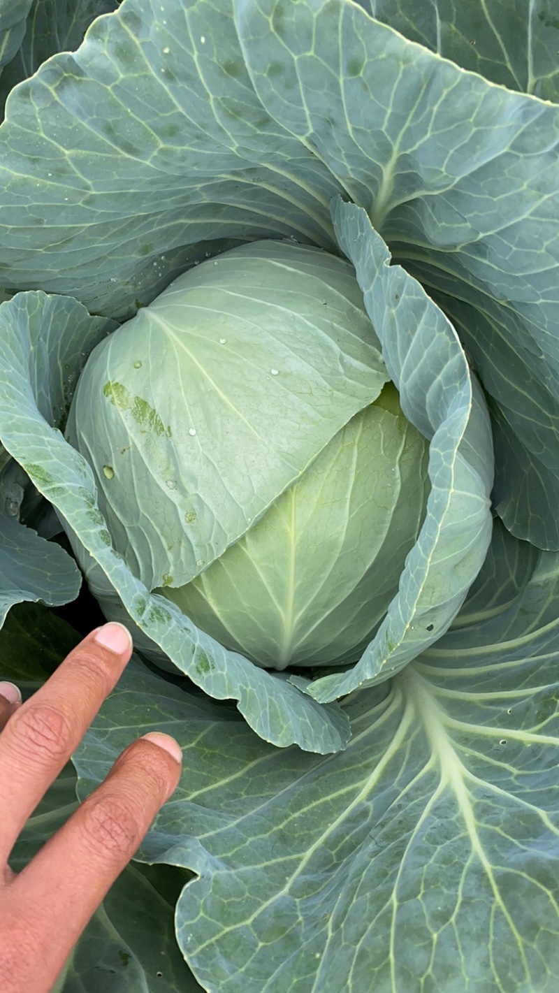 包菜平包扁包奥奇娜大量有货价格优惠货源充足