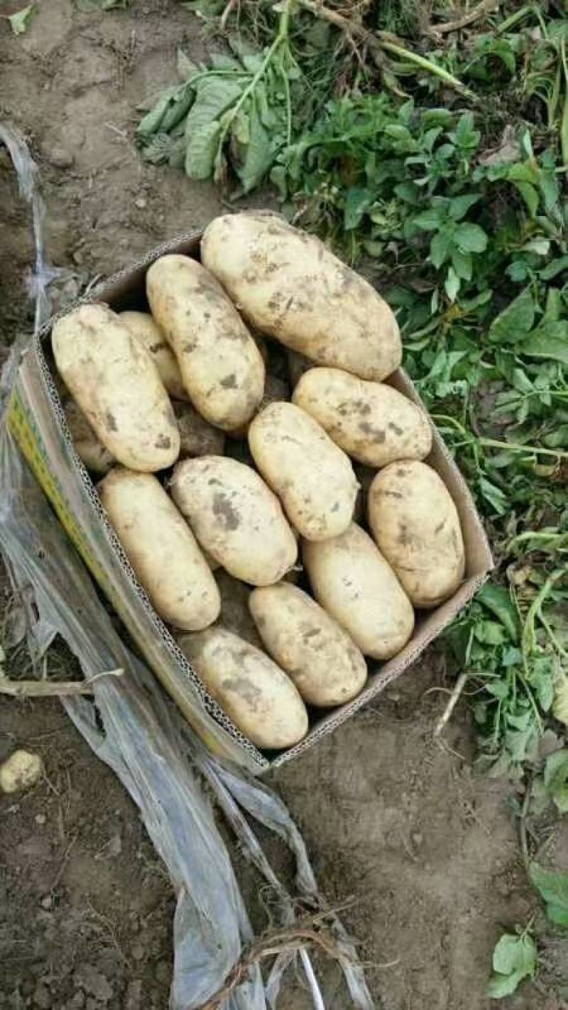 农联社老贺果蔬购销大量供应