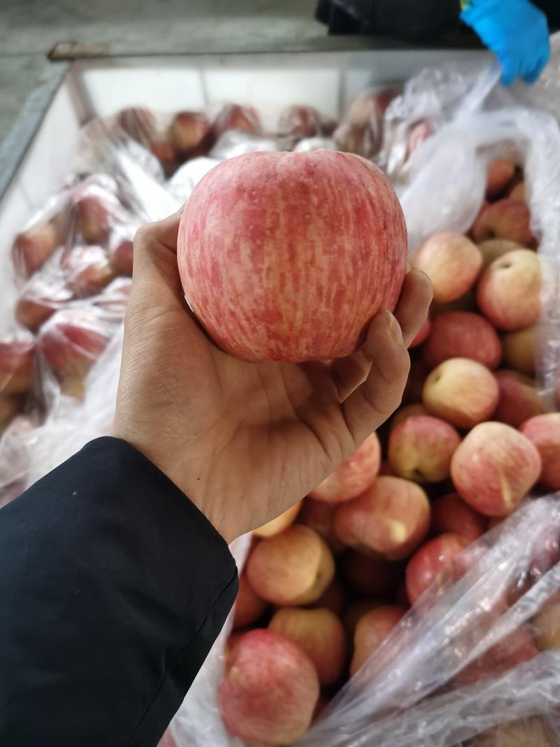 山东水晶红富士苹果，可发快递，纸箱包装，保质保量货源充足