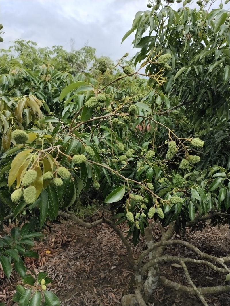 黄皮苗巨丰一号黄皮苗，广东第一代香水柠檬苗，仙进奉荔枝苗