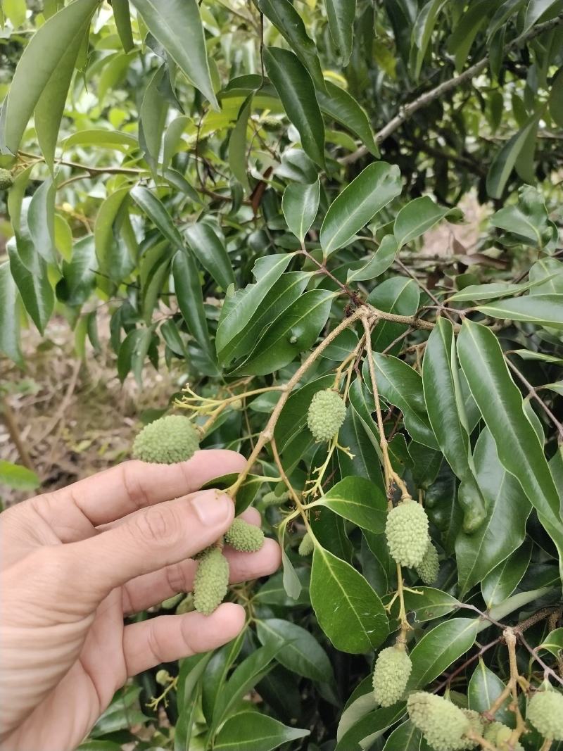 黄皮苗巨丰一号黄皮苗，广东第一代香水柠檬苗，仙进奉荔枝苗