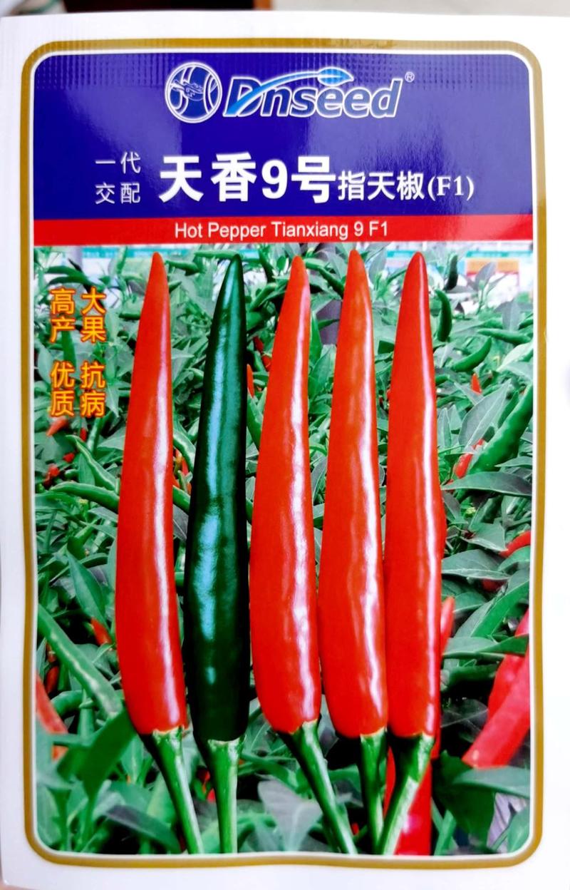 天香9号朝天椒种子，果实顺直抗性强，商品性佳，口感香辣