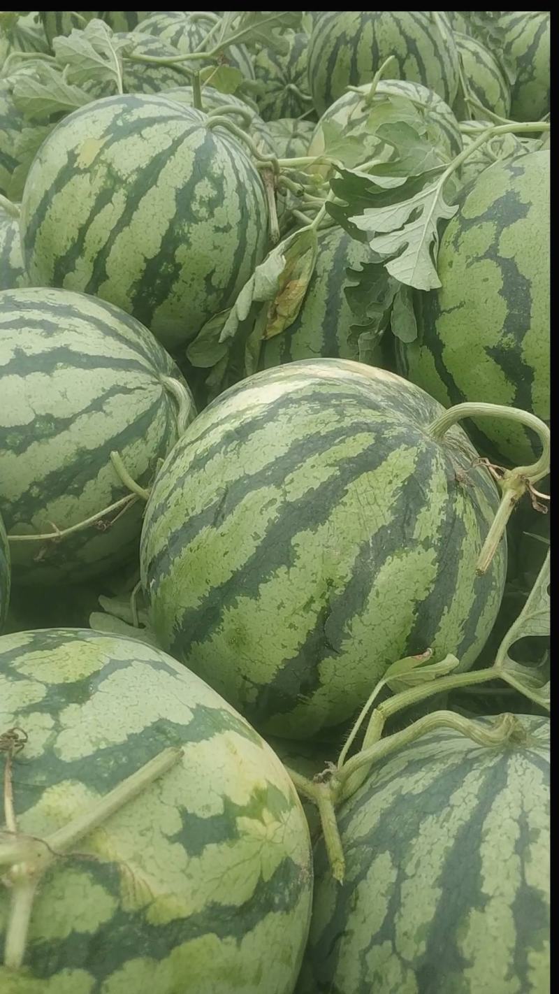 美都西瓜，开封西瓜，沙土地西瓜，有籽西瓜，