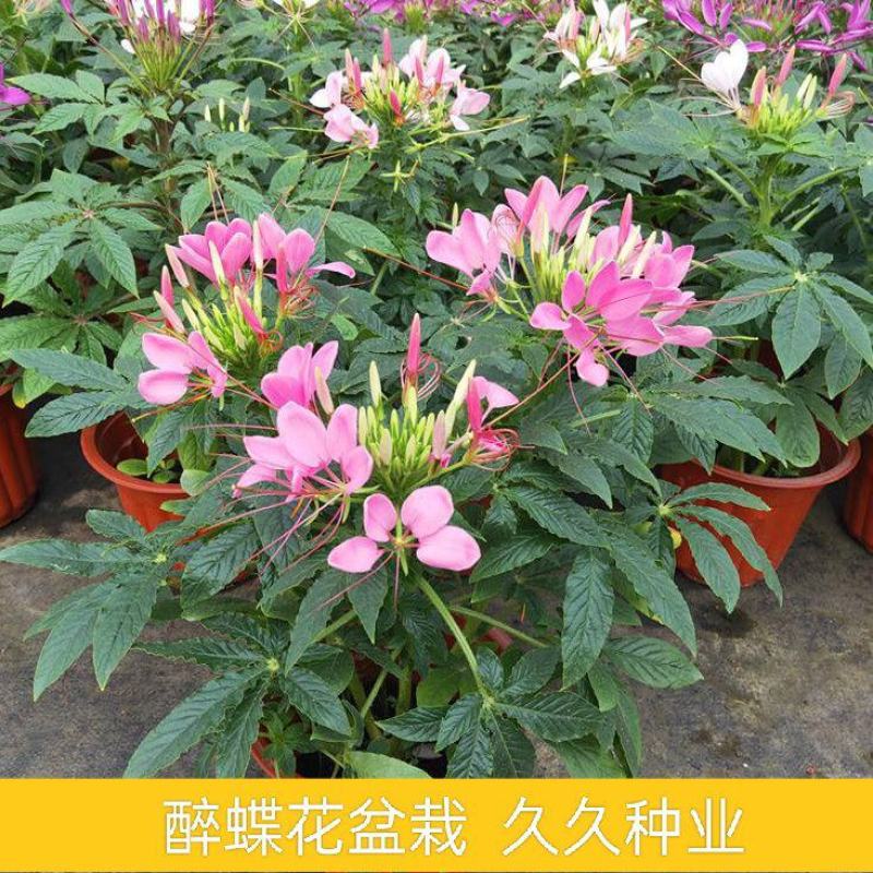 醉蝶花盆栽苗凤蝶草耐热高温花期长别墅庭院盆栽阳台花卉