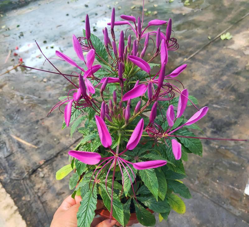 醉蝶花盆栽苗凤蝶草耐热高温花期长别墅庭院盆栽阳台花卉