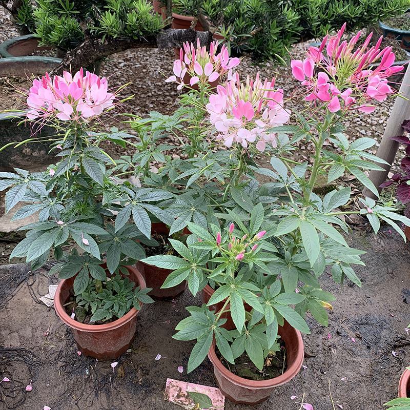 醉蝶花盆栽苗凤蝶草耐热高温花期长别墅庭院盆栽阳台花卉