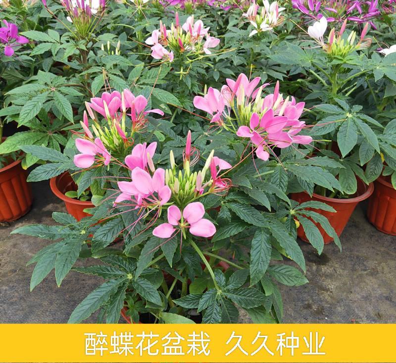 醉蝶花盆栽苗凤蝶草耐热高温花期长别墅庭院盆栽阳台花卉