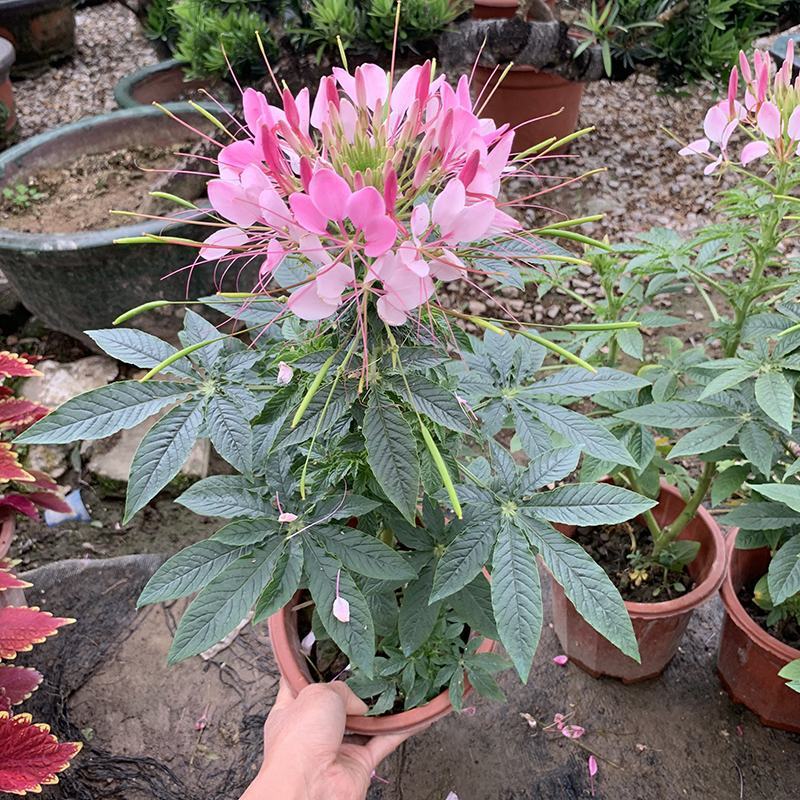醉蝶花盆栽苗凤蝶草耐热高温花期长别墅庭院盆栽阳台花卉
