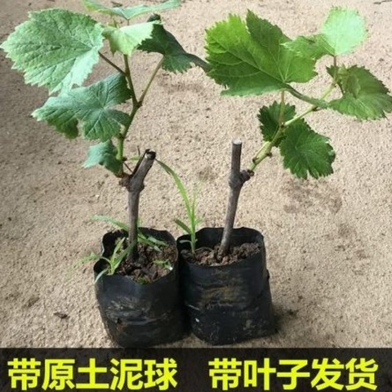 葡萄苗巨峰葡萄苗阳光玫瑰葡萄苗正品纯品扦插苗