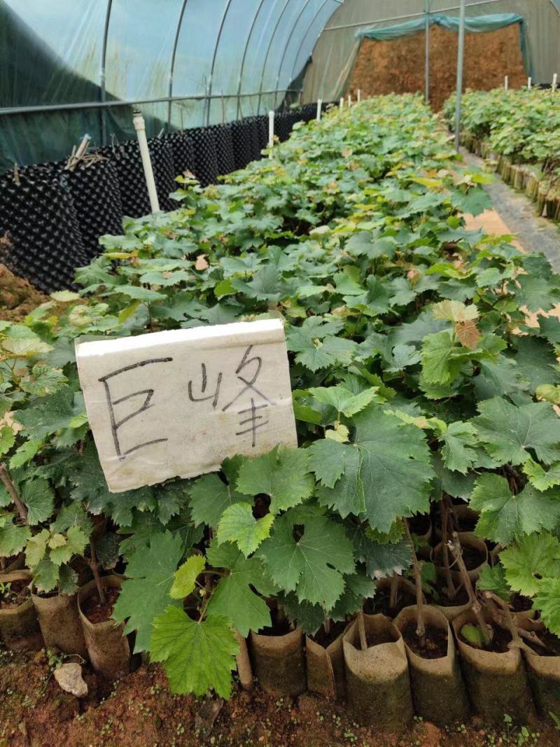 葡萄苗巨峰葡萄苗阳光玫瑰葡萄苗正品纯品扦插苗