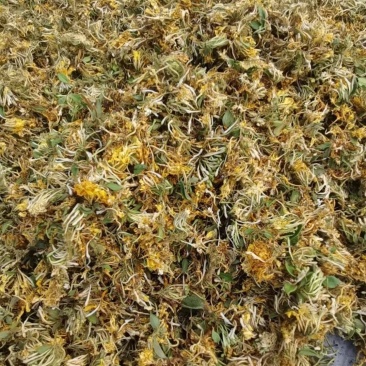金银花