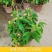 木本直立使君子盆栽花苗大盆带花浓香驱蚊绿植室外阳台庭院花