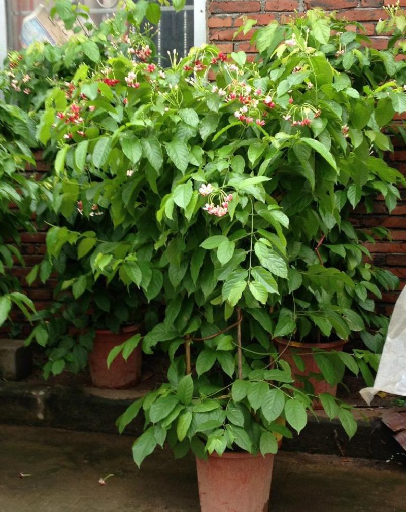 木本直立使君子盆栽花苗大盆带花浓香驱蚊绿植室外阳台庭院花