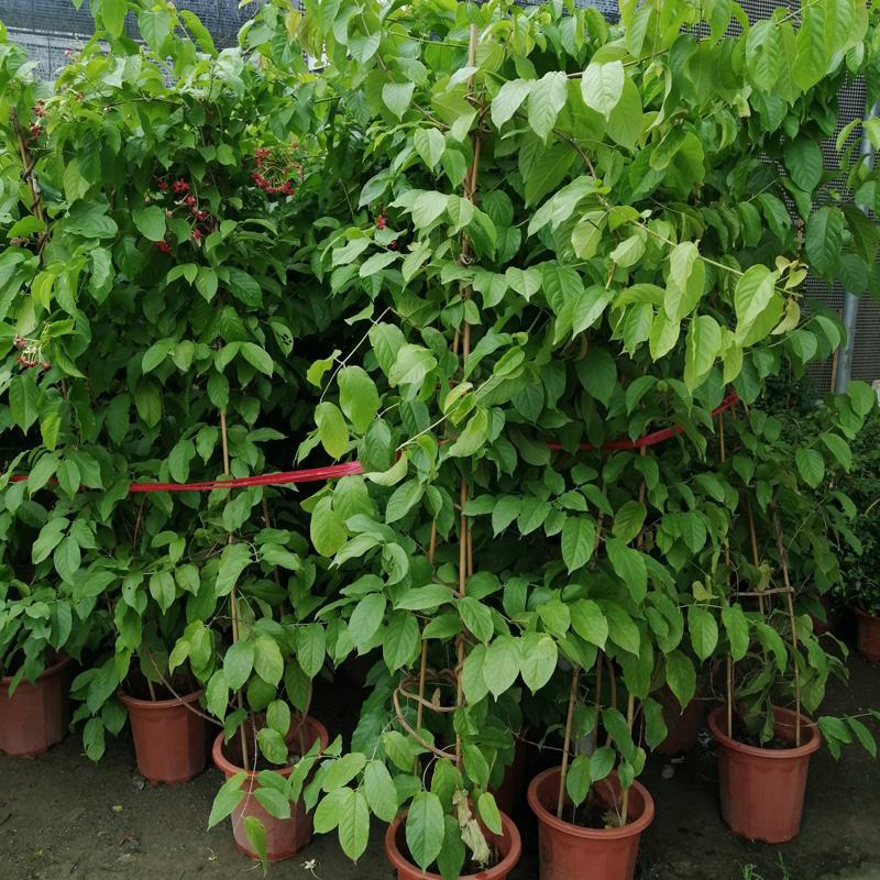 木本直立使君子盆栽花苗大盆带花浓香驱蚊绿植室外阳台庭院花