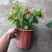 木本直立使君子盆栽花苗大盆带花浓香驱蚊绿植室外阳台庭院花