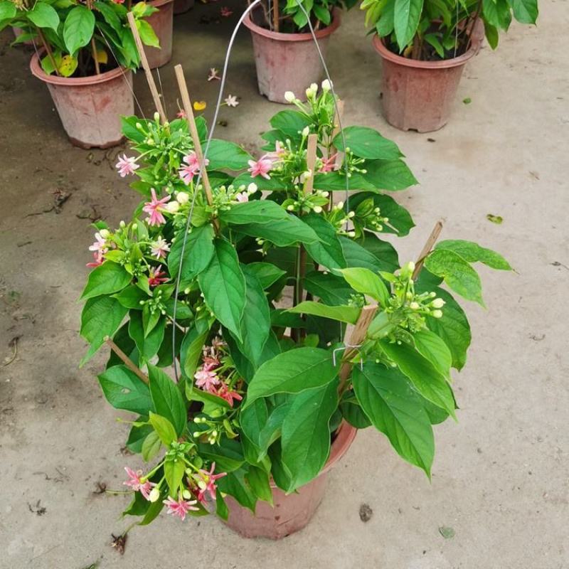 木本直立使君子盆栽花苗大盆带花浓香驱蚊绿植室外阳台庭院花