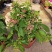 木本直立使君子盆栽花苗大盆带花浓香驱蚊绿植室外阳台庭院花