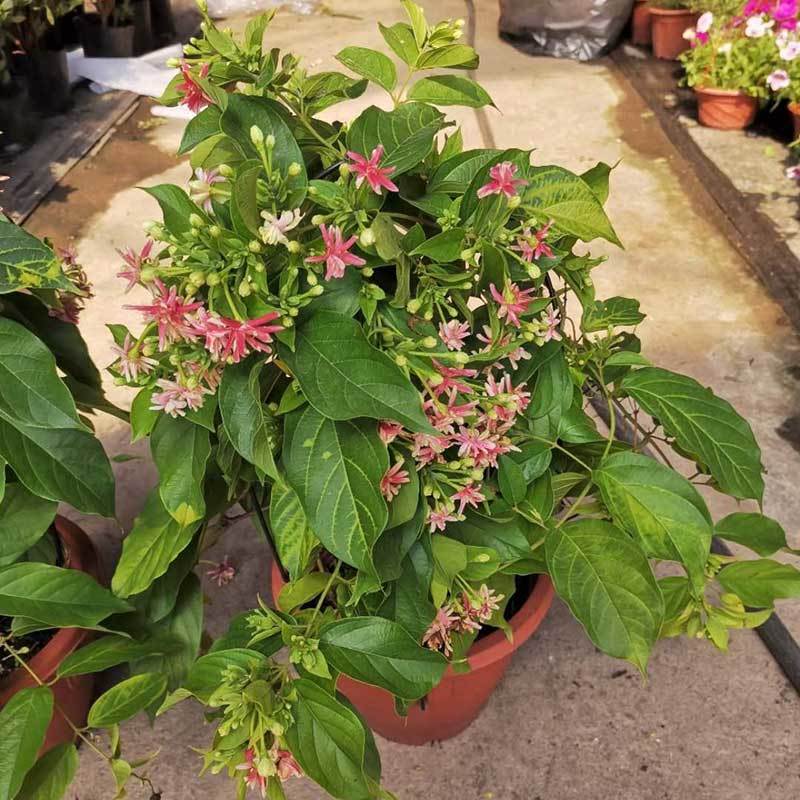 木本直立使君子盆栽花苗大盆带花浓香驱蚊绿植室外阳台庭院花