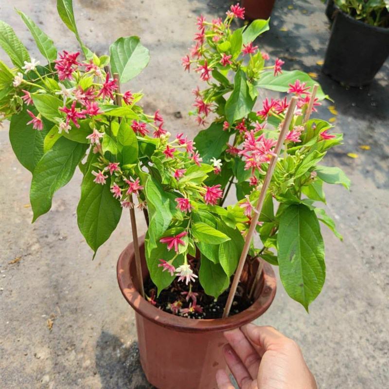 木本直立使君子盆栽花苗大盆带花浓香驱蚊绿植室外阳台庭院花