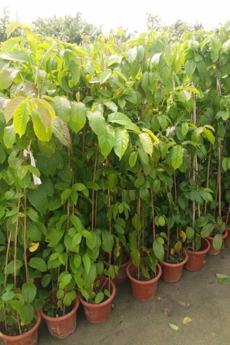 木本直立使君子盆栽花苗大盆带花浓香驱蚊绿植室外阳台庭院花