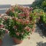 木本直立使君子盆栽花苗大盆带花浓香驱蚊绿植室外阳台庭院花