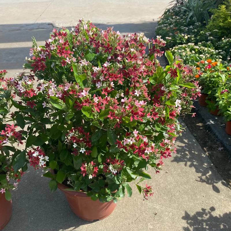 木本直立使君子盆栽花苗大盆带花浓香驱蚊绿植室外阳台庭院花