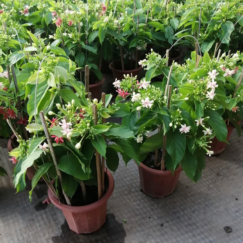 木本直立使君子盆栽花苗大盆带花浓香驱蚊绿植室外阳台庭院花