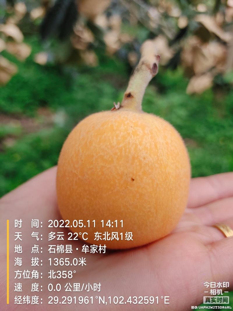 高山枇杷