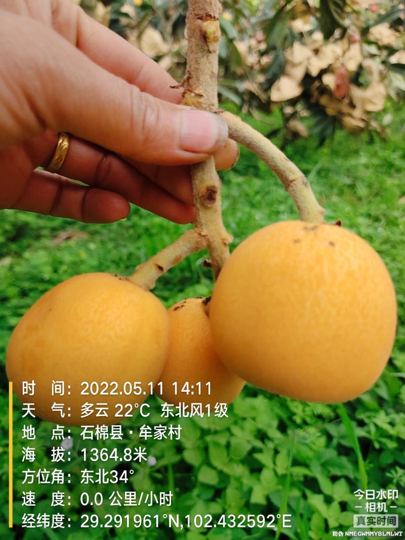 高山枇杷