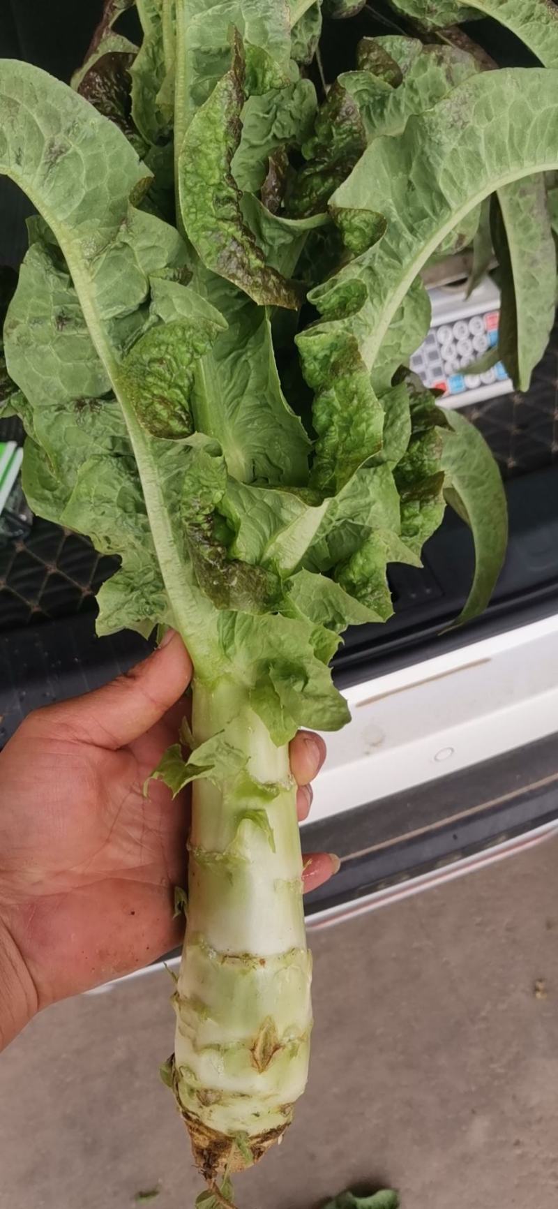高原夏季蔬菜陆续上市！气候条件独特，产品口感佳，耐运输。