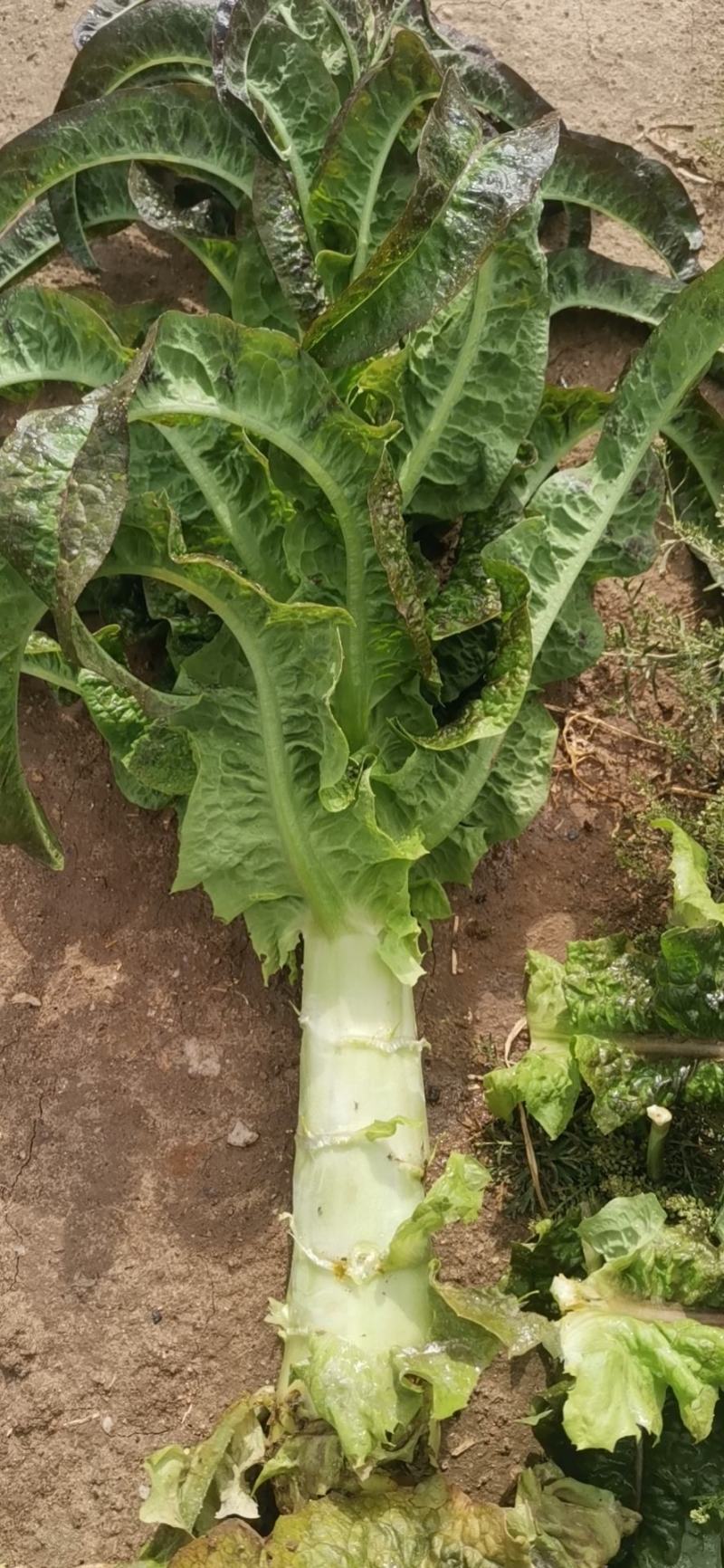 高原夏季蔬菜陆续上市！气候条件独特，产品口感佳，耐运输。