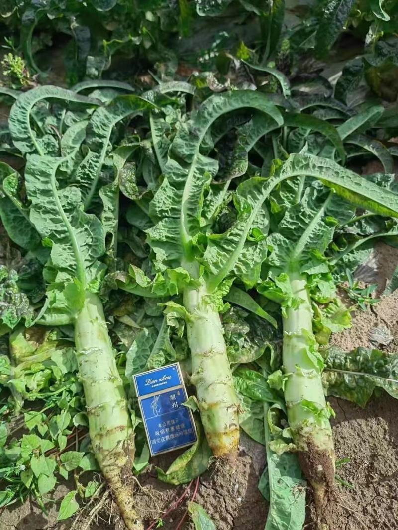 高原夏季蔬菜陆续上市！气候条件独特，产品口感佳，耐运输。