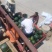 陕西精品甜王