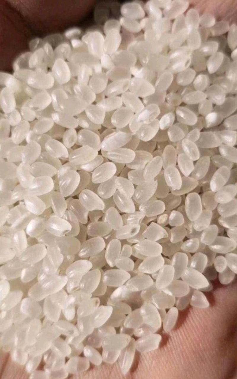 优质苏北大米，圆颗粒米现货大量供应