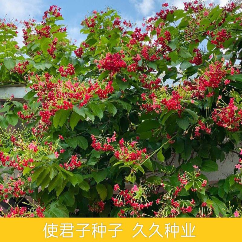 使君子种子史君子种籽舀求子四君子爬藤植物阳台盆栽攀爬花卉