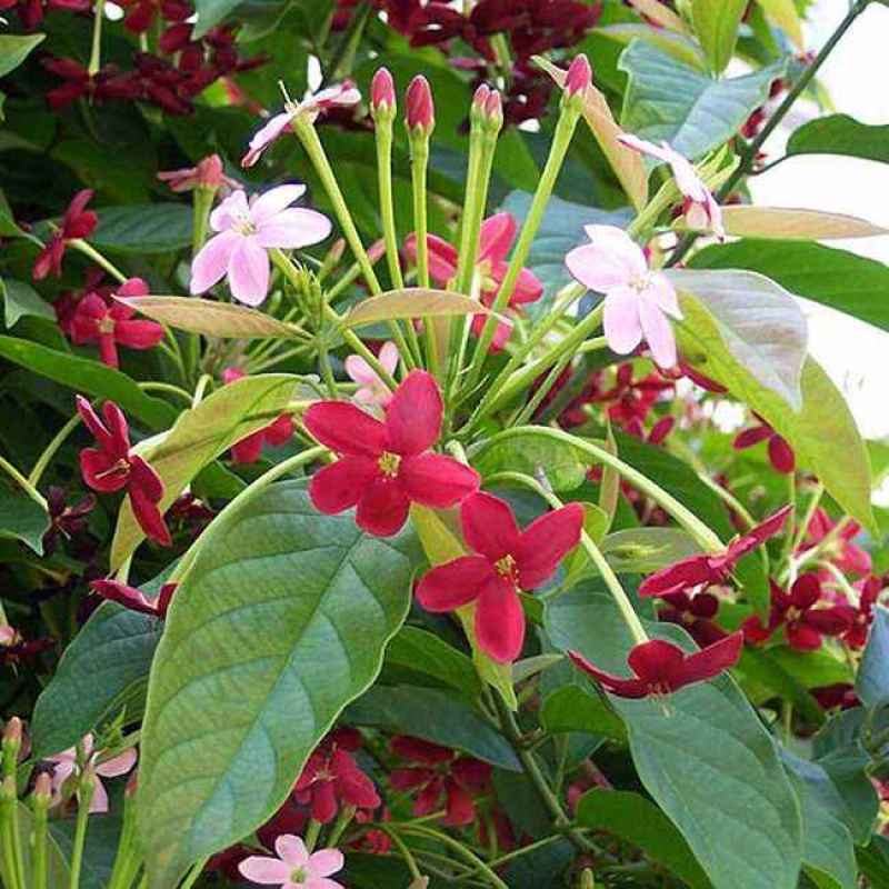 使君子种子史君子种籽舀求子四君子爬藤植物阳台盆栽攀爬花卉