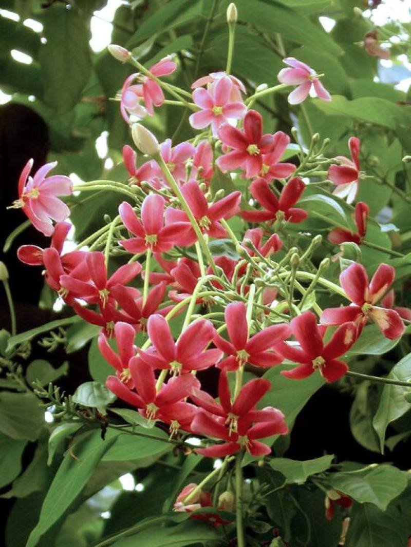使君子种子史君子种籽舀求子四君子爬藤植物阳台盆栽攀爬花卉