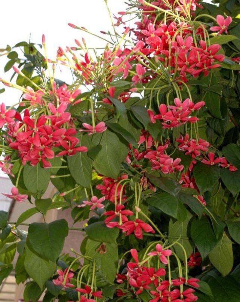 使君子种子史君子种籽舀求子四君子爬藤植物阳台盆栽攀爬花卉