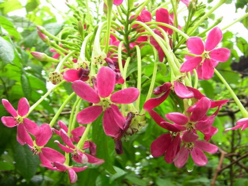 使君子种子史君子种籽舀求子四君子爬藤植物阳台盆栽攀爬花卉