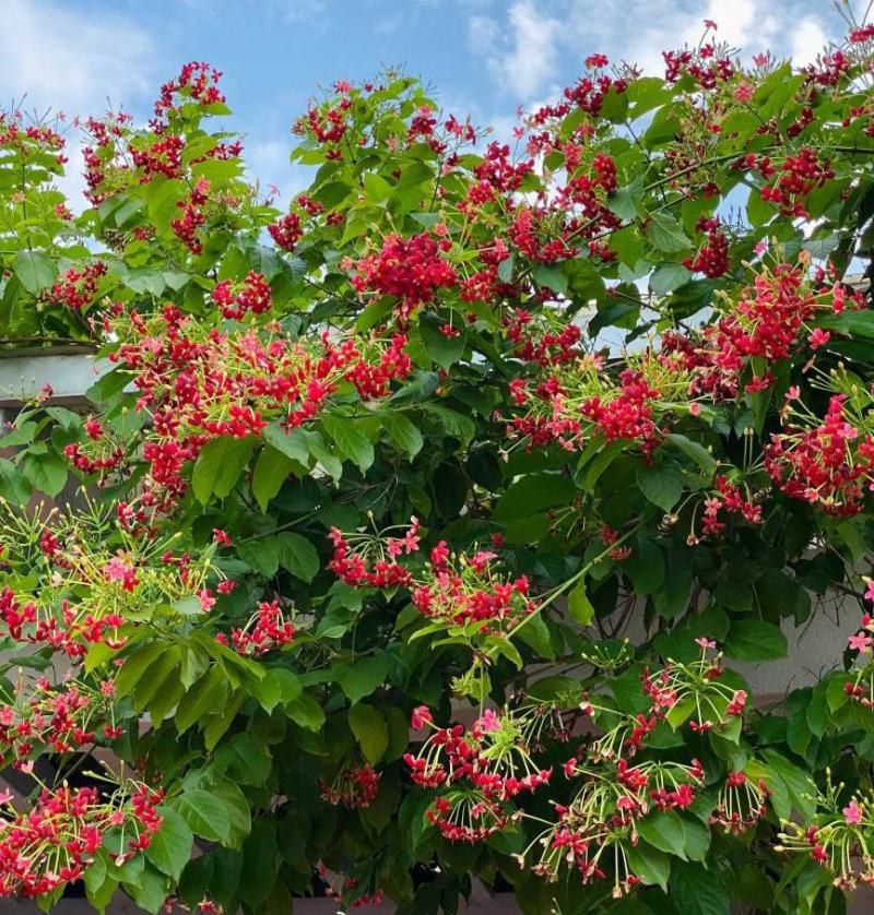 使君子种子史君子种籽舀求子四君子爬藤植物阳台盆栽攀爬花卉