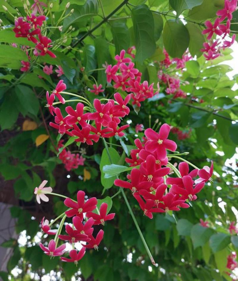 使君子种子史君子种籽舀求子四君子爬藤植物阳台盆栽攀爬花卉