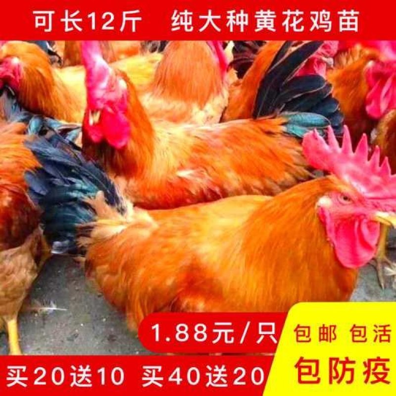 三黄鸡苗75天8斤左右打好疫苗满1000送100